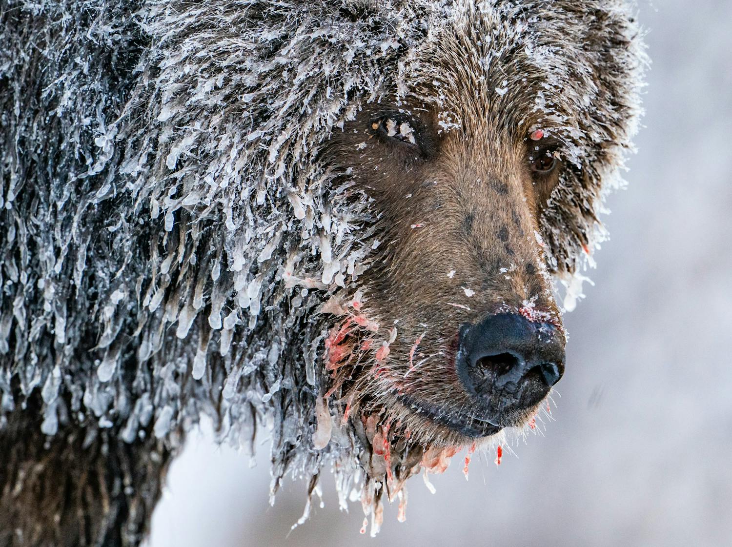 Nærbilde av grizzlybjørn med is i pelsen